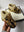 Brand new Gucci kids winterboots